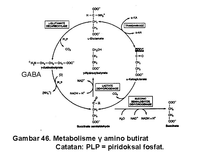 GABA Gambar 46. Metabolisme γ amino butirat Catatan: PLP = piridoksal fosfat. GABA Gambar 46. Metabolisme γ amino butirat Catatan: PLP = piridoksal fosfat.