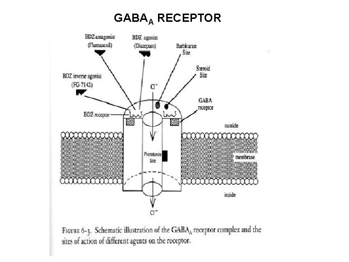 GABAA RECEPTOR GABAA RECEPTOR