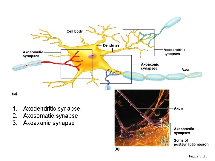 Synapses 1. Axodendritic synapse 2. Axosomatic synapse 3. Axoaxonic synapse Figure 11. 17 Synapses 1. Axodendritic synapse 2. Axosomatic synapse 3. Axoaxonic synapse Figure 11. 17