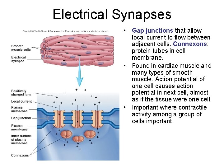 Electrical Synapses • Gap junctions that allow local current to flow between adjacent cells. Electrical Synapses • Gap junctions that allow local current to flow between adjacent cells.