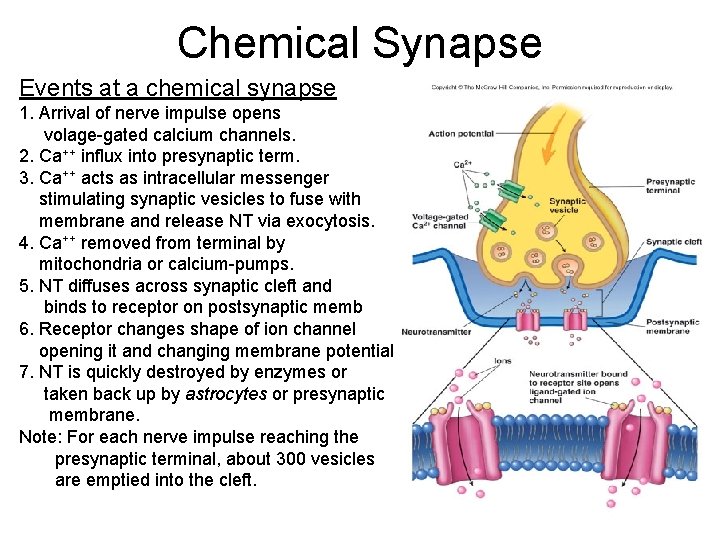 Chemical Synapse Events at a chemical synapse 1. Arrival of nerve impulse opens volage-gated Chemical Synapse Events at a chemical synapse 1. Arrival of nerve impulse opens volage-gated
