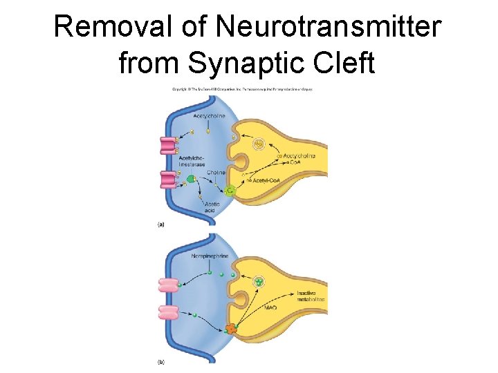 Removal of Neurotransmitter from Synaptic Cleft Removal of Neurotransmitter from Synaptic Cleft