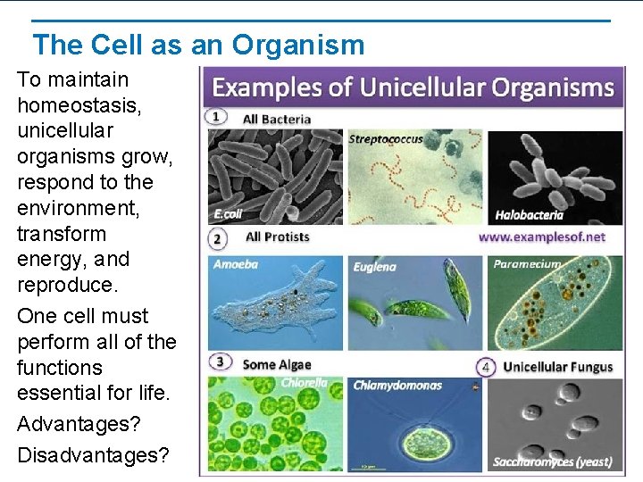 The Cell as an Organism To maintain homeostasis, unicellular organisms grow, respond to the