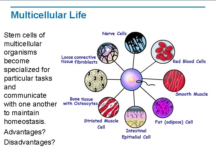 Multicellular Life Stem cells of multicellular organisms become specialized for particular tasks and communicate