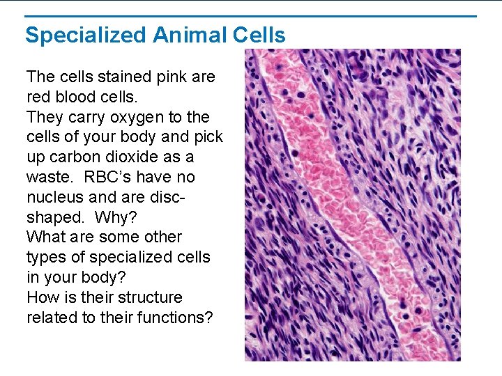 Specialized Animal Cells The cells stained pink are red blood cells. They carry oxygen