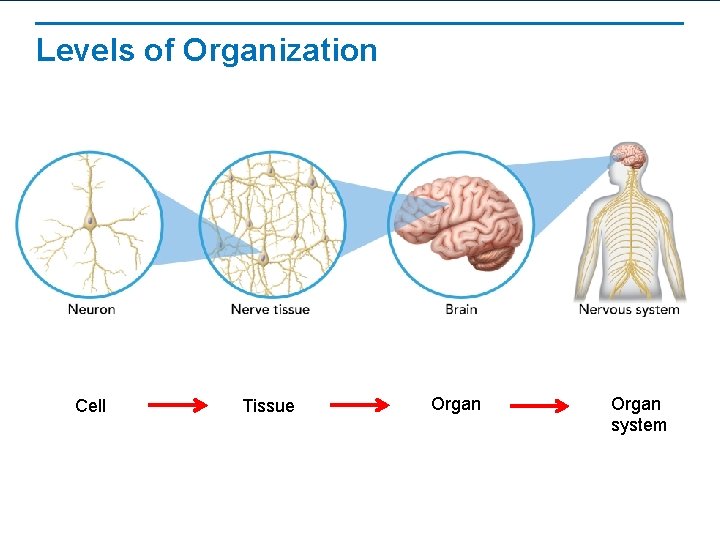 Levels of Organization Cell Tissue Organ system 