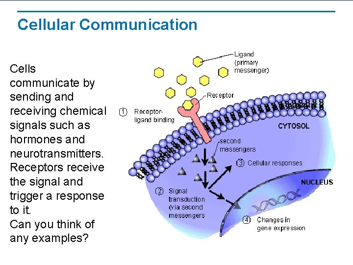 Cellular Communication Cells communicate by sending and receiving chemical signals such as hormones and