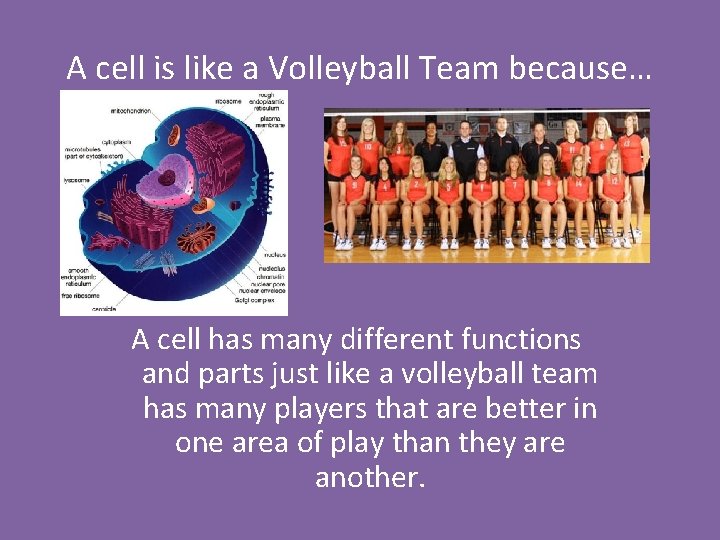 A cell is like a Volleyball Team because… A cell has many different functions