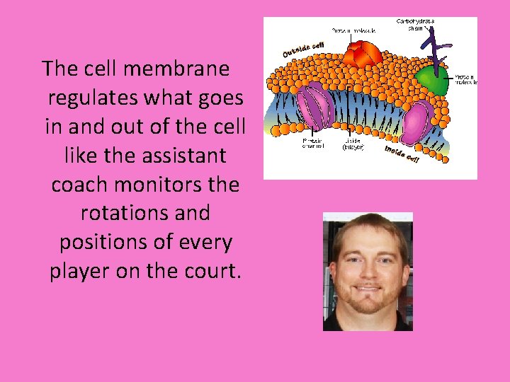 The cell membrane regulates what goes in and out of the cell like the