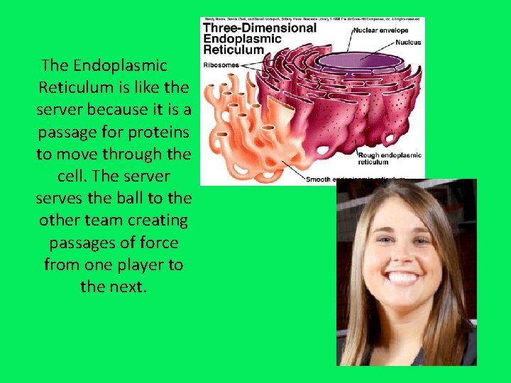 The Endoplasmic Reticulum is like the server because it is a passage for proteins