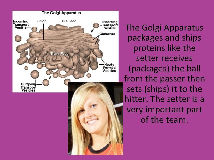 The Golgi Apparatus packages and ships proteins like the setter receives (packages) the ball