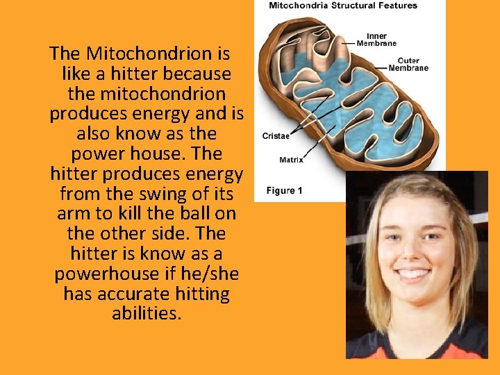 The Mitochondrion is like a hitter because the mitochondrion produces energy and is also