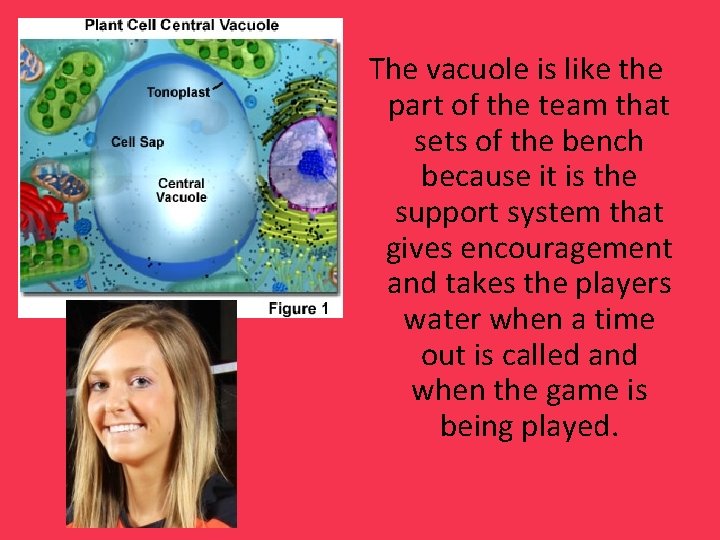 The vacuole is like the part of the team that sets of the bench