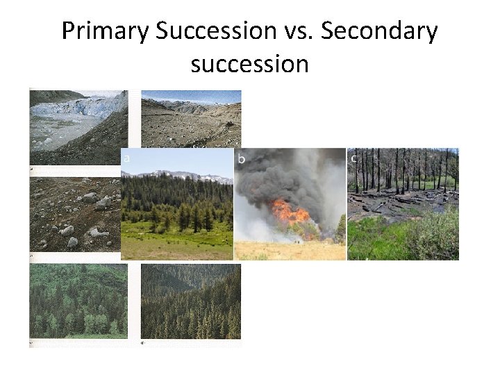 Primary Succession vs. Secondary succession Primary Succession vs. Secondary succession