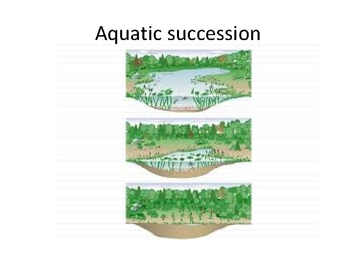 Aquatic succession 