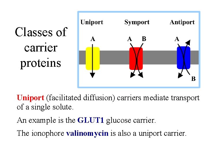 Classes of carrier proteins Uniport (facilitated diffusion) carriers mediate transport of a single solute.