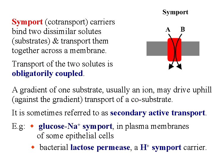 Symport (cotransport) carriers bind two dissimilar solutes (substrates) & transport them together across a