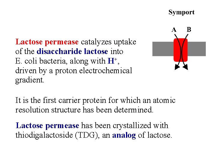 Lactose permease catalyzes uptake of the disaccharide lactose into E. coli bacteria, along with
