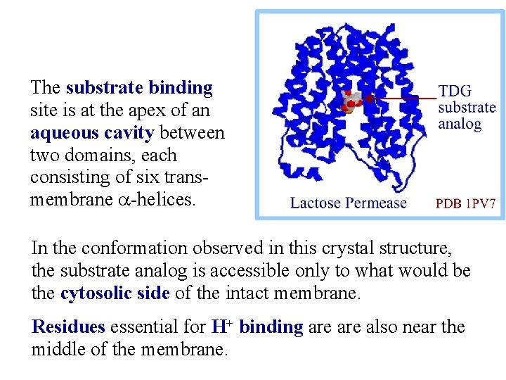 The substrate binding site is at the apex of an aqueous cavity between two