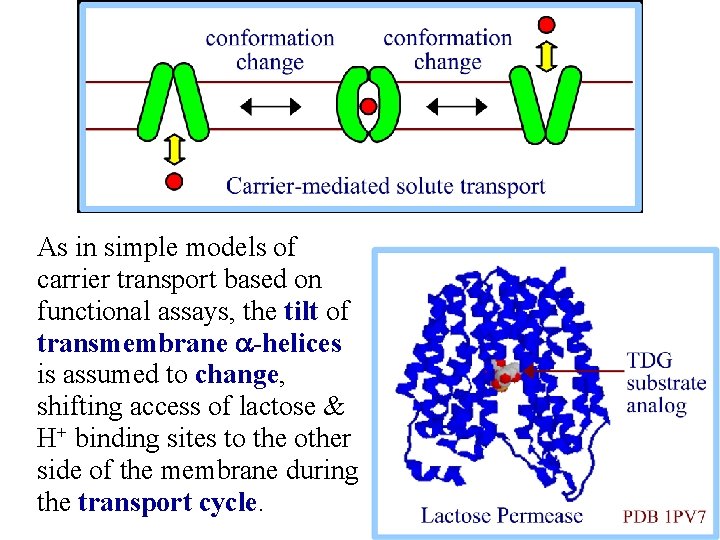 As in simple models of carrier transport based on functional assays, the tilt of