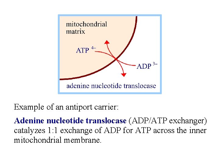 Example of an antiport carrier: Adenine nucleotide translocase (ADP/ATP exchanger) catalyzes 1: 1 exchange