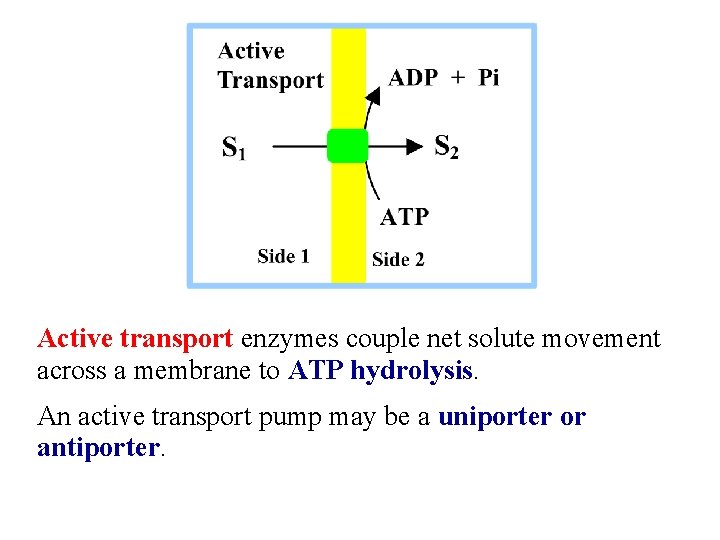 Active transport enzymes couple net solute movement across a membrane to ATP hydrolysis. An