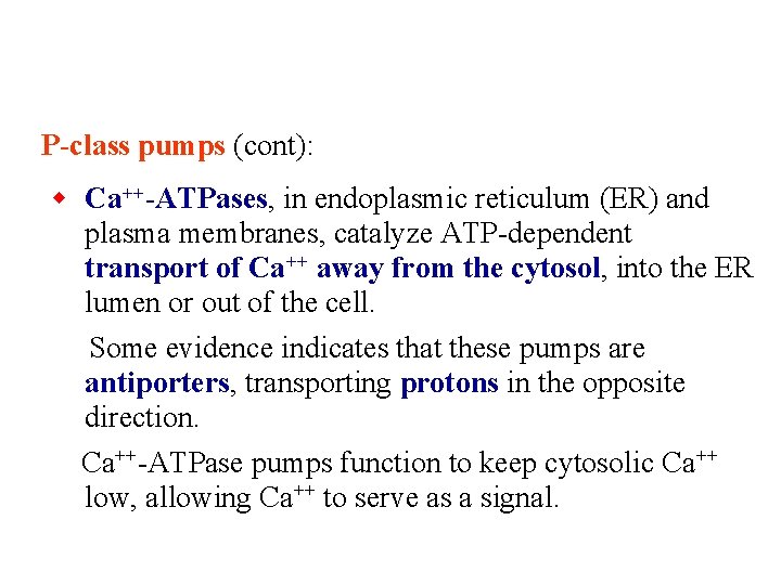 P-class pumps (cont): Ca++-ATPases, in endoplasmic reticulum (ER) and plasma membranes, catalyze ATP-dependent transport