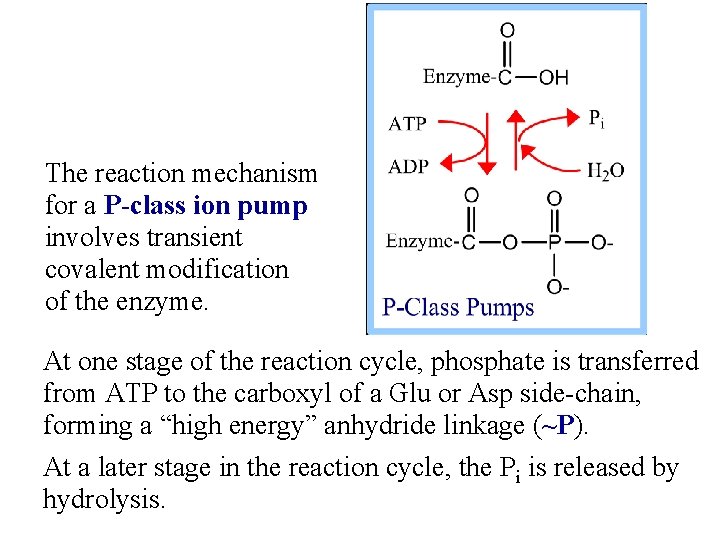 The reaction mechanism for a P-class ion pump involves transient covalent modification of the