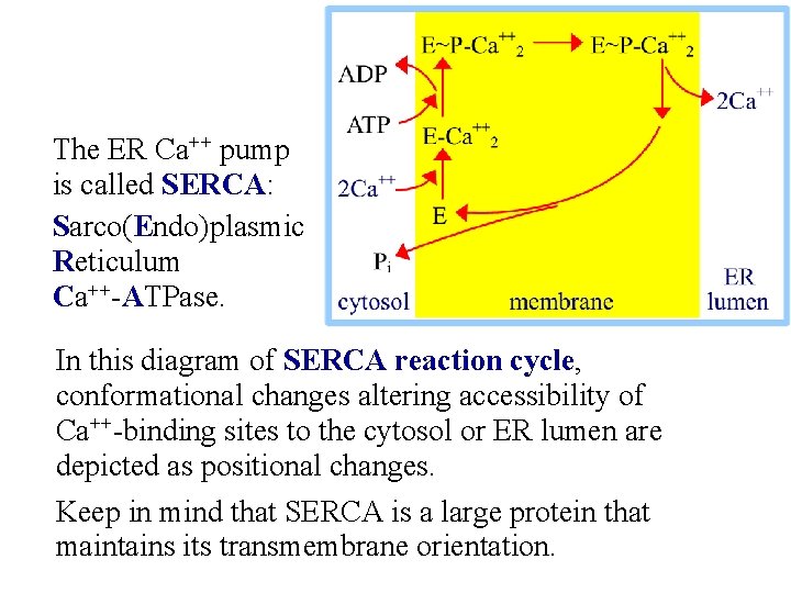 The ER Ca++ pump is called SERCA: Sarco(Endo)plasmic Reticulum Ca++-ATPase. In this diagram of