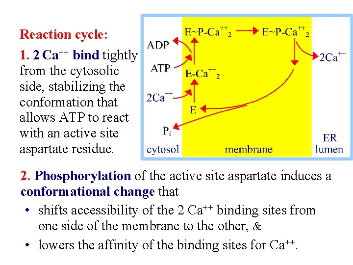 Reaction cycle: 1. 2 Ca++ bind tightly from the cytosolic side, stabilizing the conformation