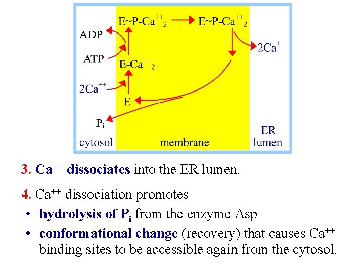 3. Ca++ dissociates into the ER lumen. 4. Ca++ dissociation promotes • hydrolysis of
