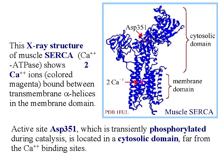 This X-ray structure of muscle SERCA (Ca++ -ATPase) shows 2 Ca++ ions (colored magenta)