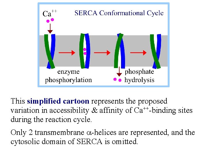This simplified cartoon represents the proposed variation in accessibility & affinity of Ca++-binding sites