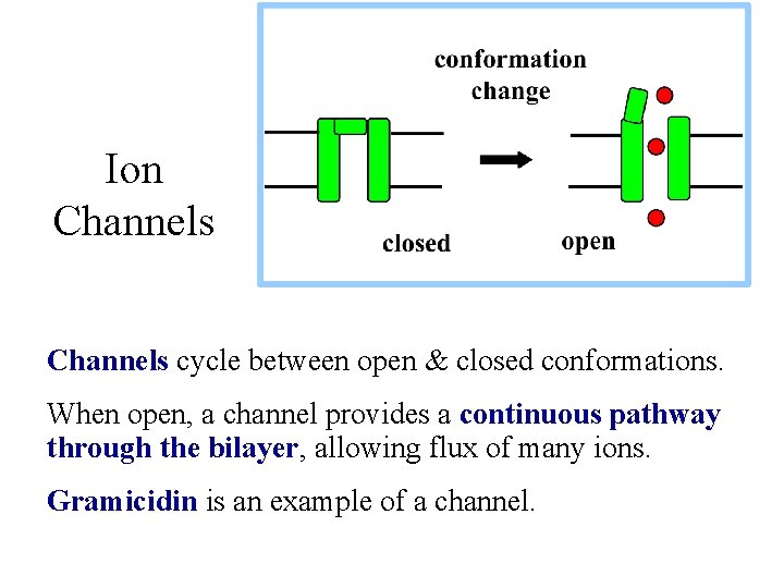 Ion Channels cycle between open & closed conformations. When open, a channel provides a