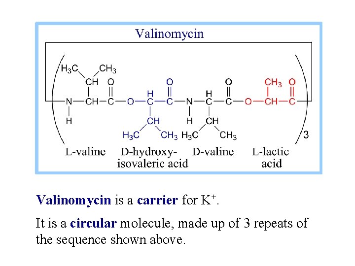 Valinomycin is a carrier for K+. It is a circular molecule, made up of