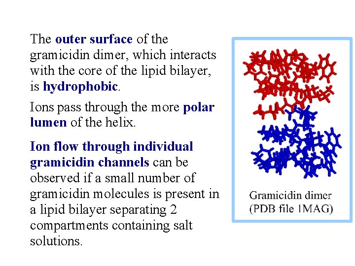 The outer surface of the gramicidin dimer, which interacts with the core of the