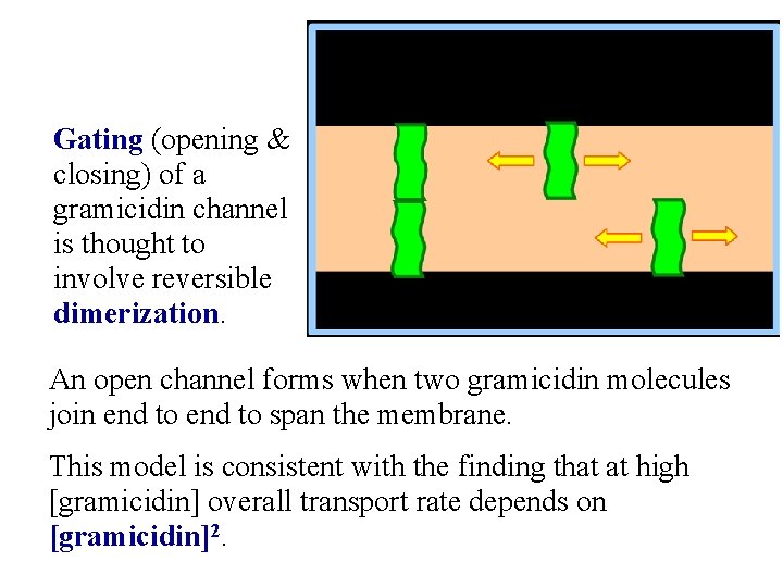 Gating (opening & closing) of a gramicidin channel is thought to involve reversible dimerization.