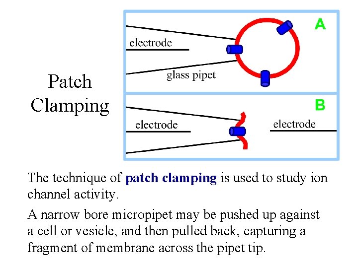 Patch Clamping The technique of patch clamping is used to study ion channel activity.