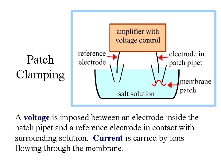 Patch Clamping A voltage is imposed between an electrode inside the patch pipet and