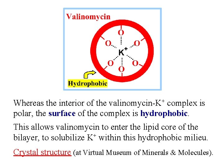 Whereas the interior of the valinomycin-K+ complex is polar, the surface of the complex