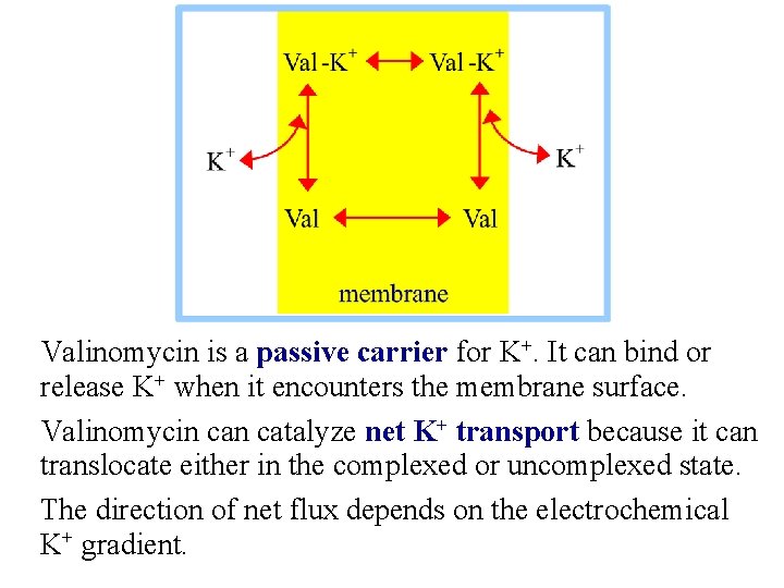 Valinomycin is a passive carrier for K+. It can bind or release K+ when