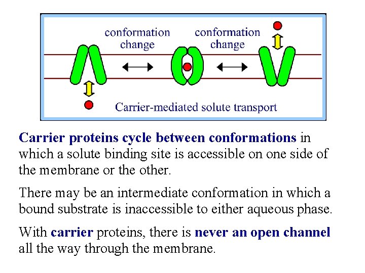 Carrier proteins cycle between conformations in which a solute binding site is accessible on