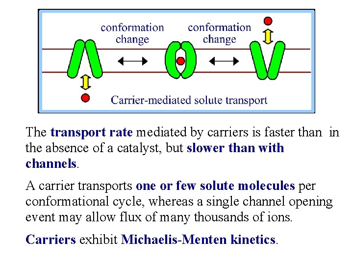 The transport rate mediated by carriers is faster than in the absence of a