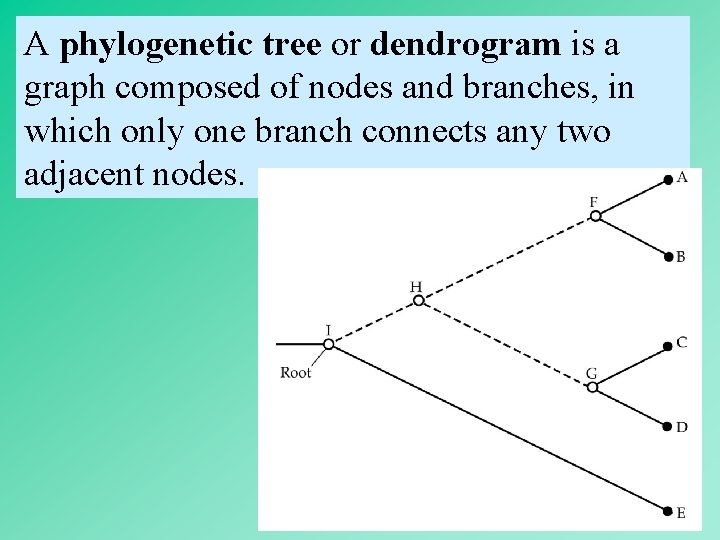 A phylogenetic tree or dendrogram is a graph composed of nodes and branches, in