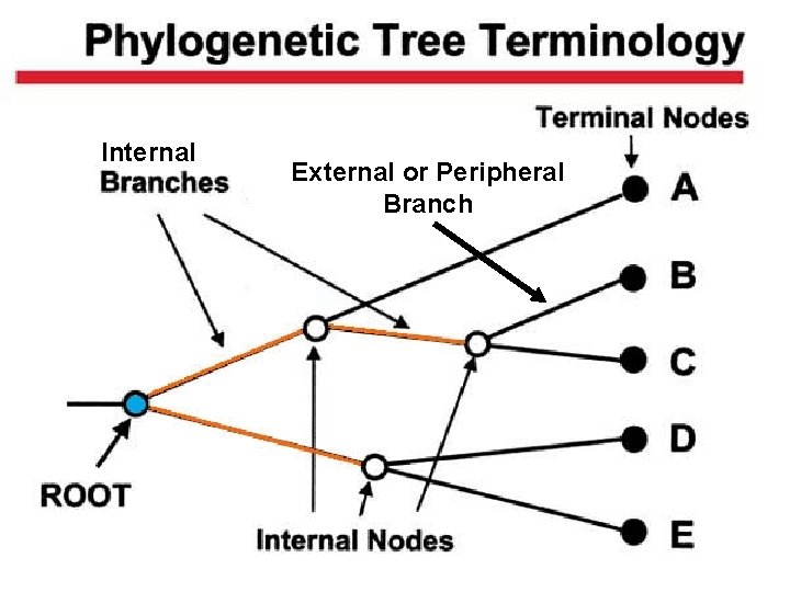Internal External or Peripheral Branch 12 