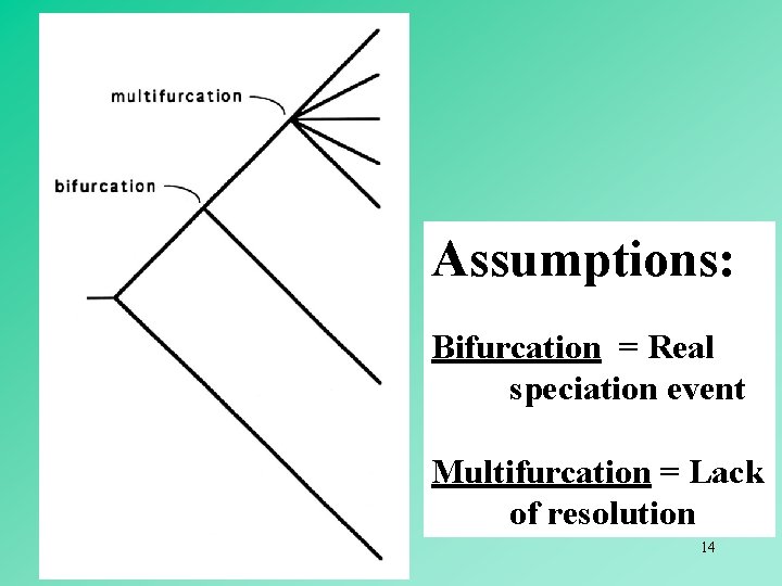 Assumptions: Bifurcation = Real speciation event Multifurcation = Lack of resolution 14 