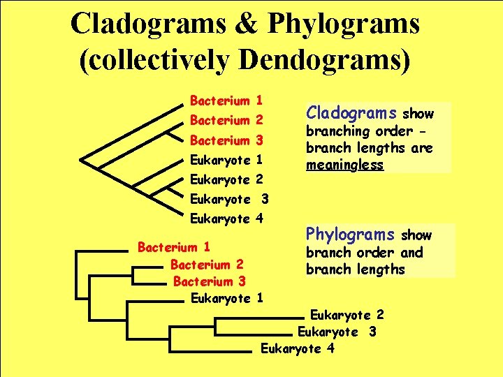 Cladograms & Phylograms (collectively Dendograms) Bacterium 1 Bacterium 2 Bacterium 3 Eukaryote 1 Eukaryote