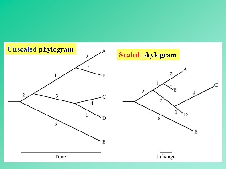 Unscaled phylogram Scaled phylogram 20 