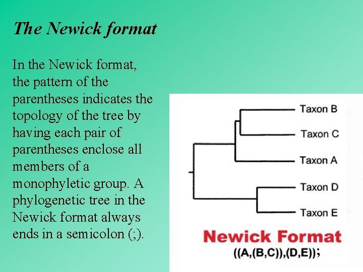 The Newick format In the Newick format, the pattern of the parentheses indicates the
