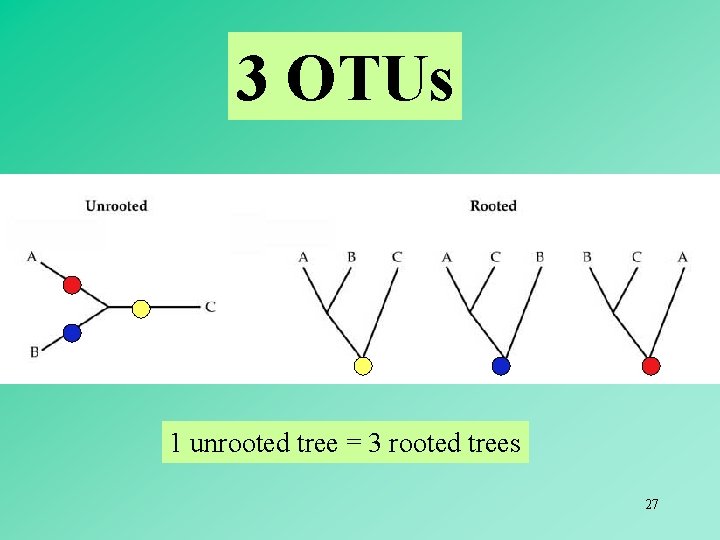 3 OTUs 1 unrooted tree = 3 rooted trees 27 